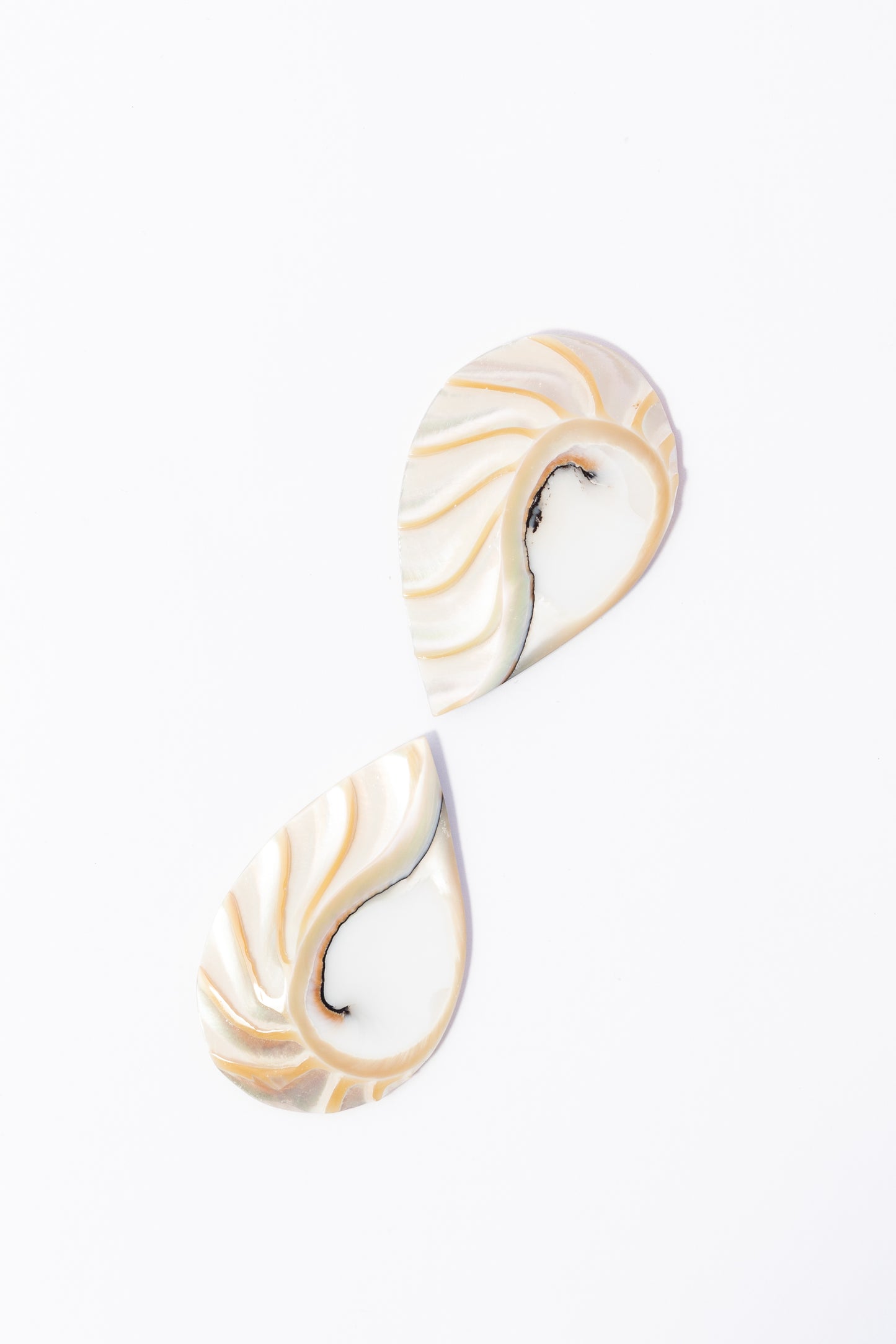 Cabujón de Nautilus Plano Por Par