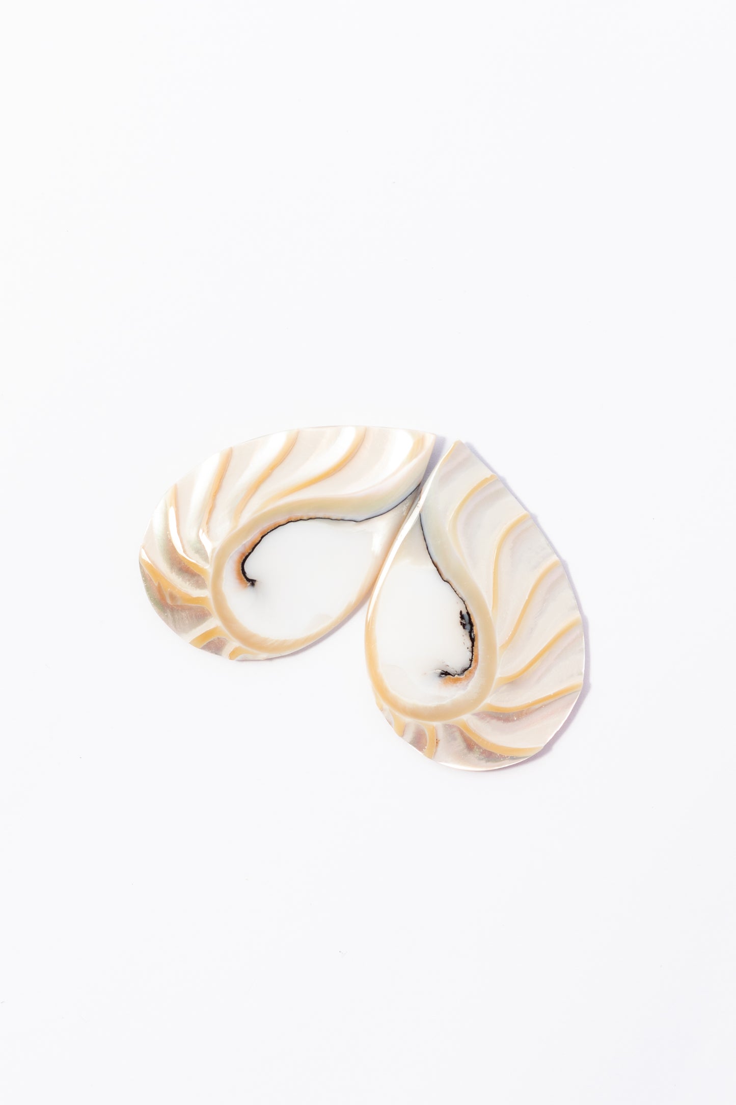 Cabujón de Nautilus Plano Por Par